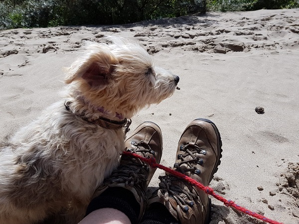 Schiedam geeft 9 keer zoveel hondenboetes als landelijk