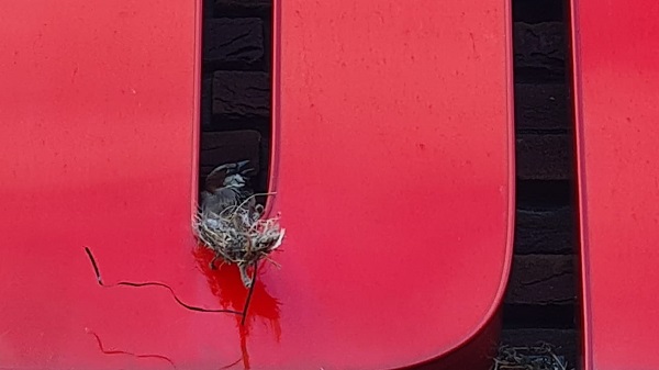 Die D is voor ons, dacht de familie Mus