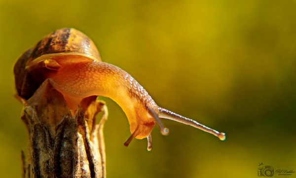 Er zijn heel veel slakken met een eigen huis