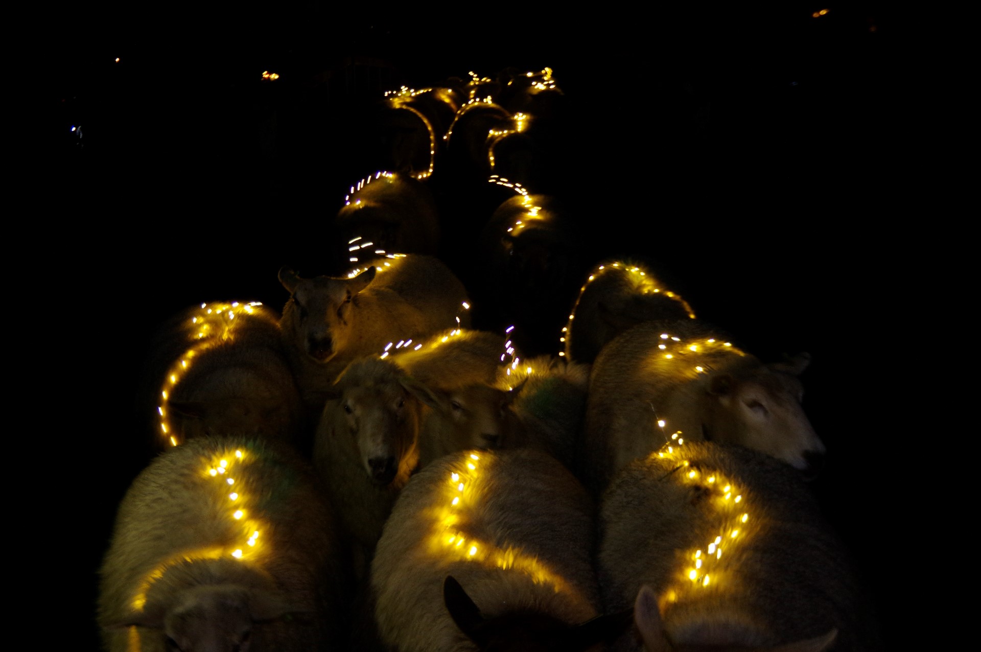 Schaapskudde Vockestaert: weer Sheeplighting op nieuwe datum