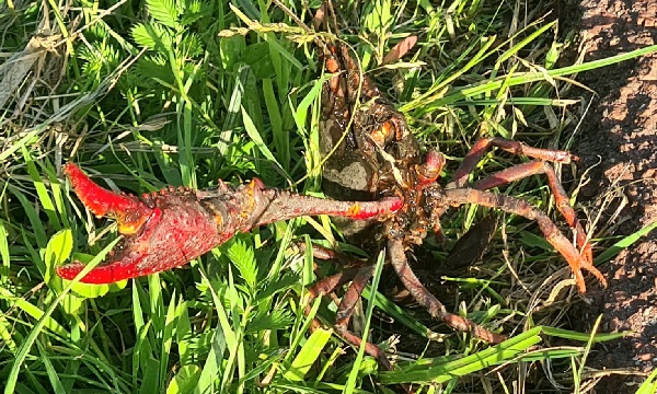 De rivierkreeft gaat de wijken in