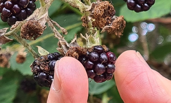 Pluk je ze of laat je ze hangen?