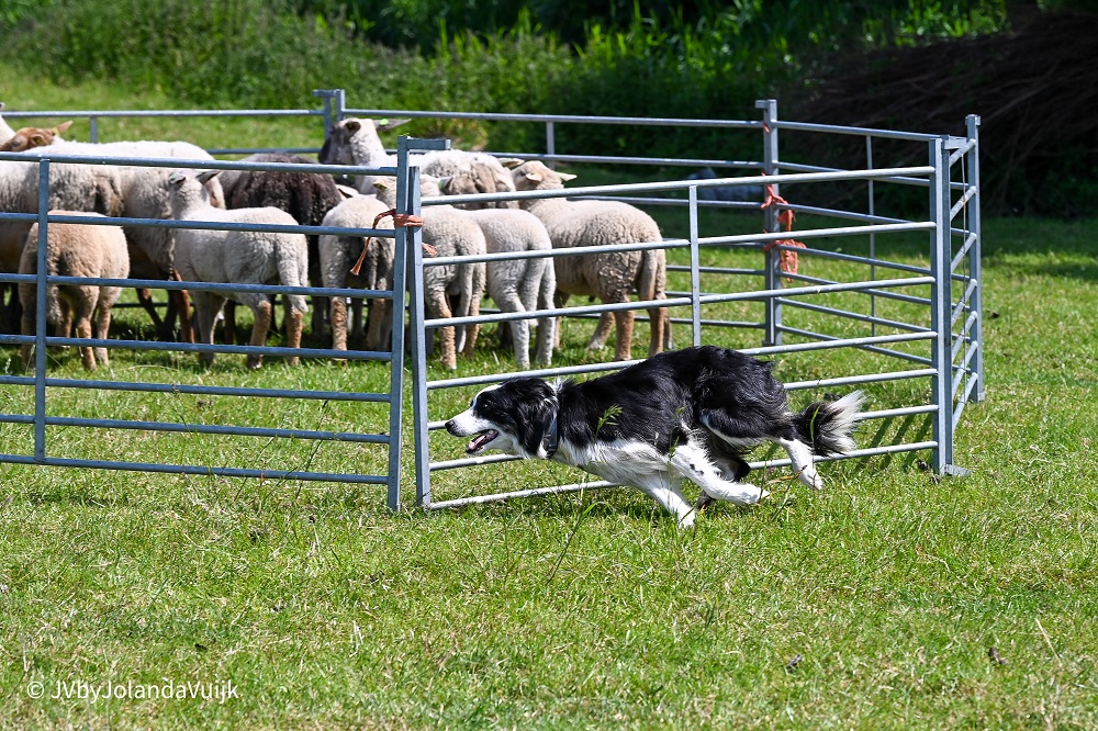 Kennismaken schapendrijven voor bordercollies en kelpies
