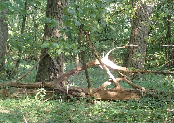 Westlandse bomen zijn goud waard