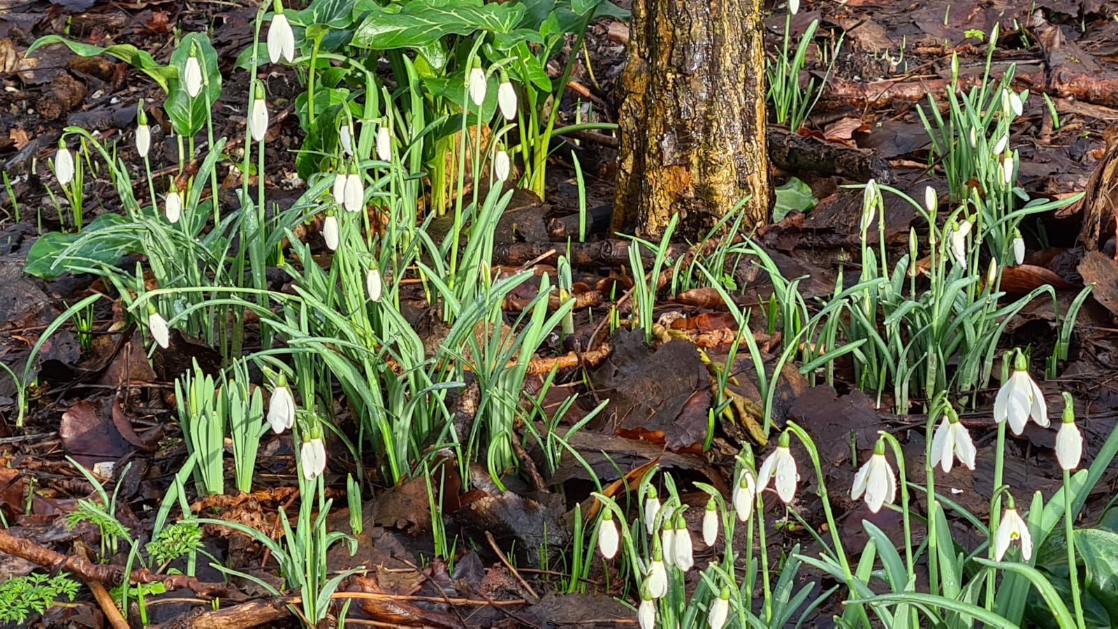 De natuur doet wat zij wil: ontluiken!