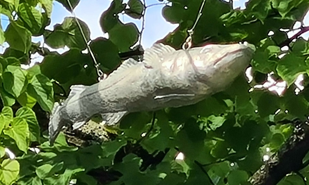 SchieTV haalt kolommen van Geen Stijl met 'duur betaalde vissen'