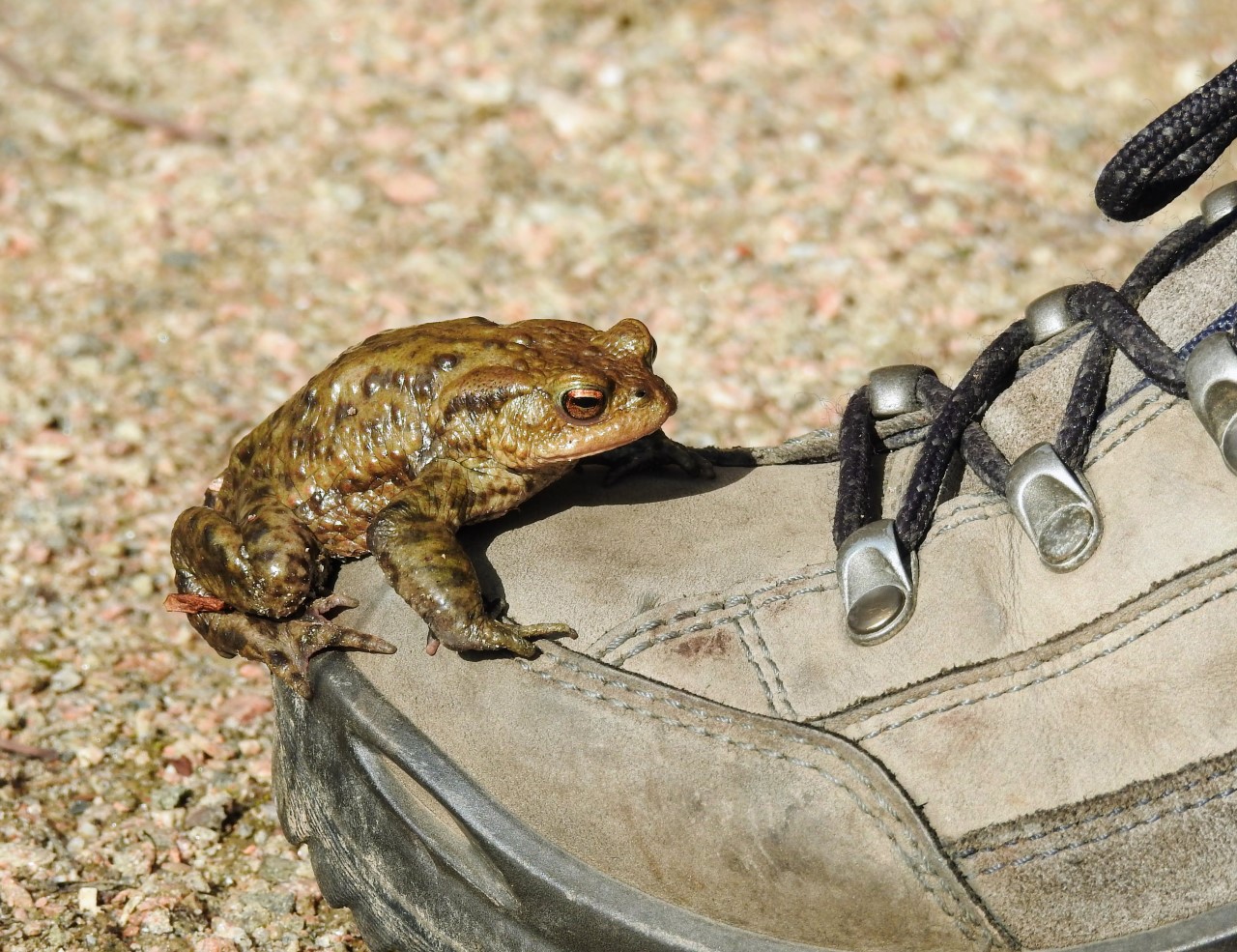 Help padden, kikkers en salamanders voortplantingsplek te bereiken
