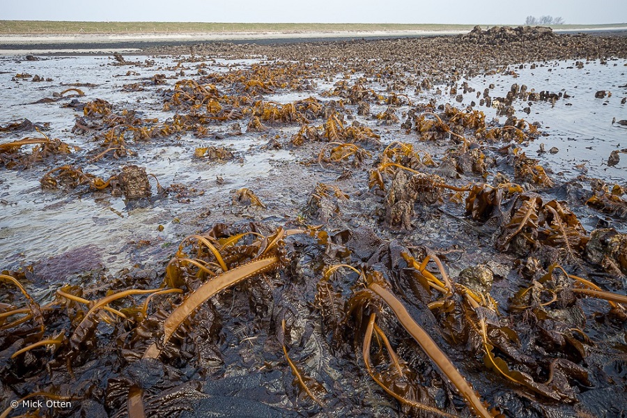 Natuurcafé in De Boshoek over 'zeeleven'