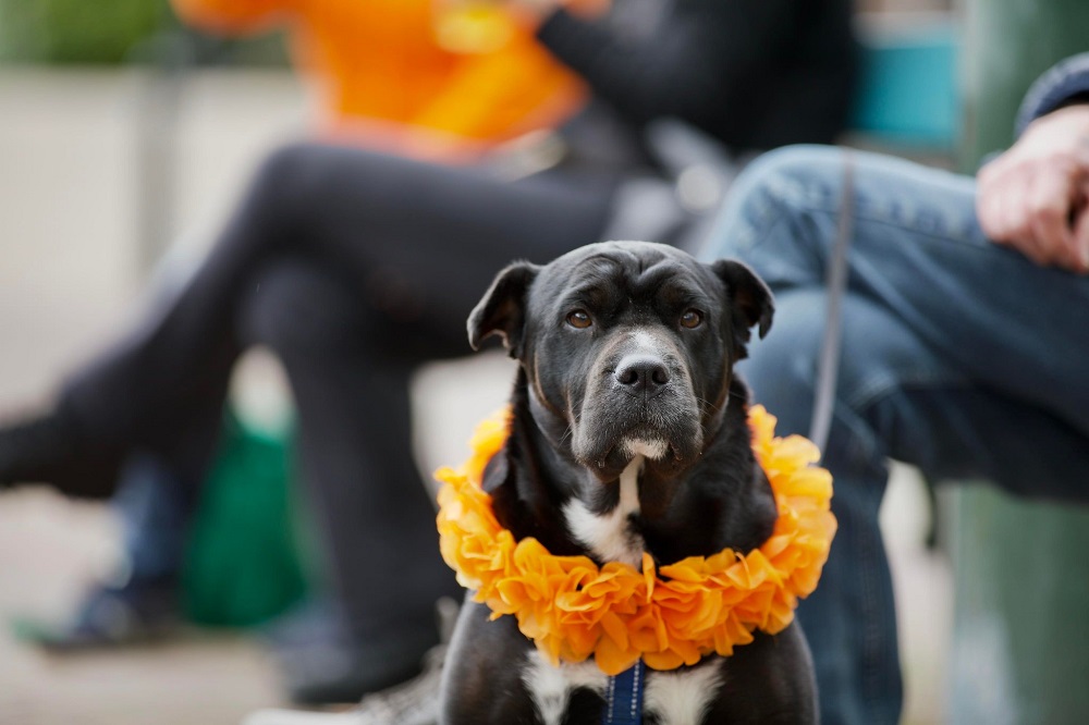 Foto-impressie van Koningsdag in Kethel