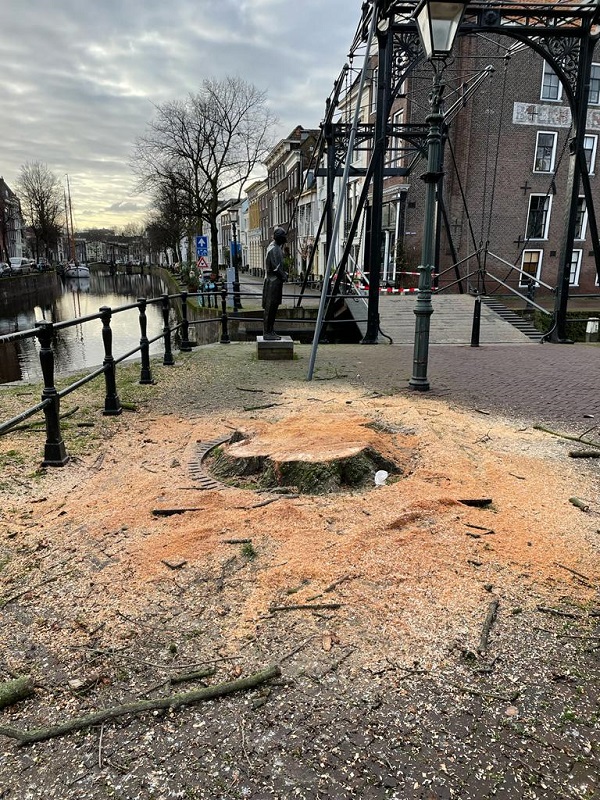 Zieke iep in een half uur gerooid