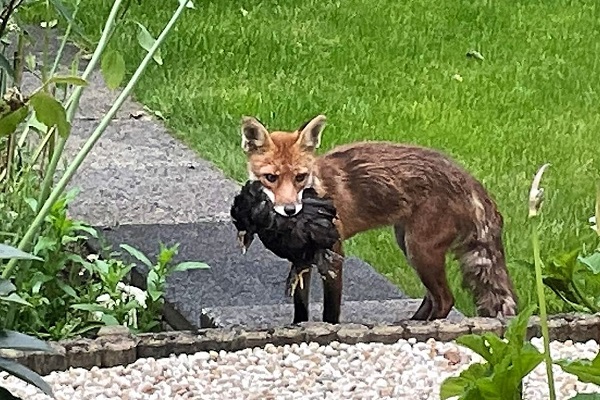 Schiedam Noord schrikt niet meer van een vos