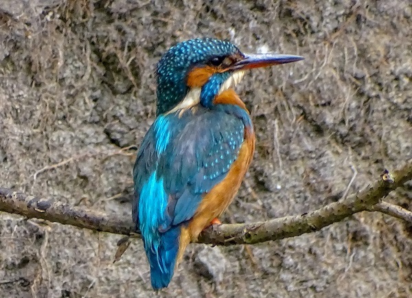 Wat staat deze ijsvogel er mooi op