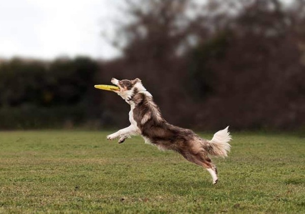 Kennismaken schapendrijven voor border collies