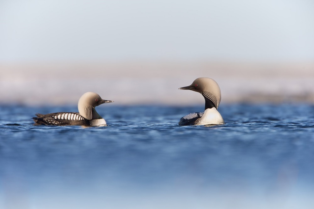 Lezing 'Arctisch Alaska' in De Boshoek Schiedam