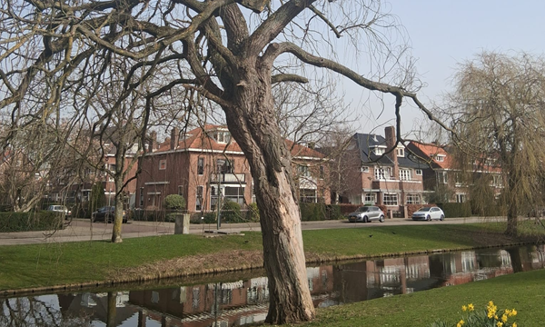 Bomenridders Schiedam wacht al half jaar op informatie gemeente