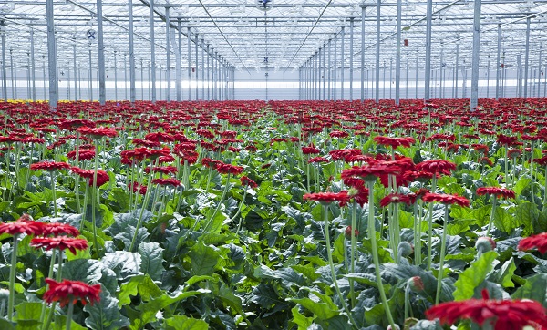 'Kom in de Kas' op zaterdag 11 en zondag 12 juni 