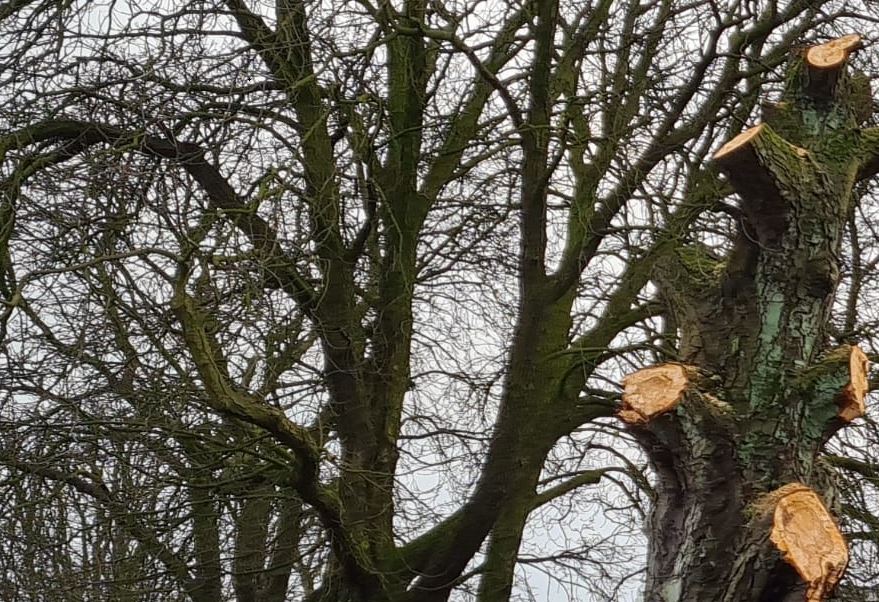 Kappen van 106 bomen op verschillende locaties