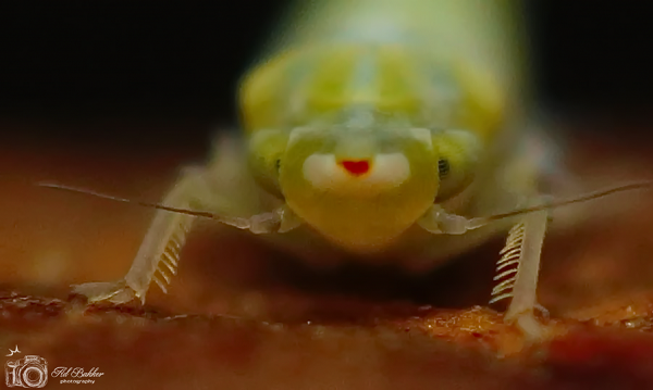 Zeer zeldzame cicade gespot bij Harg-Spaland