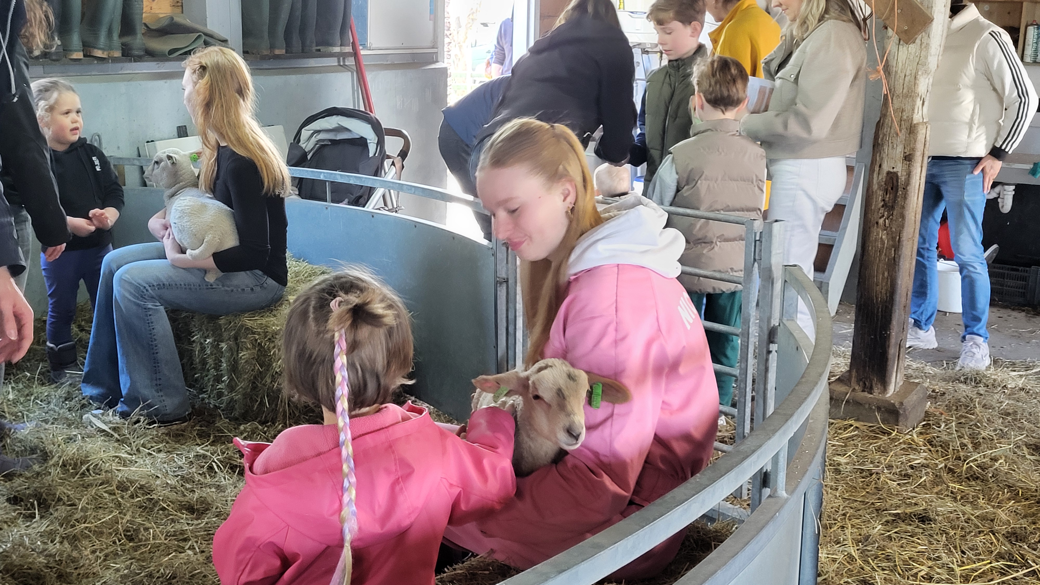 Record aantal bezoekers bij Lammetjesdag