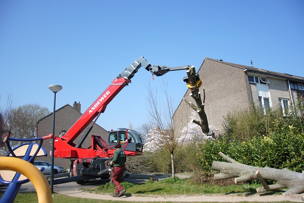 46 jaar oude esdoorn gekapt in Schiedam Kethel Oost