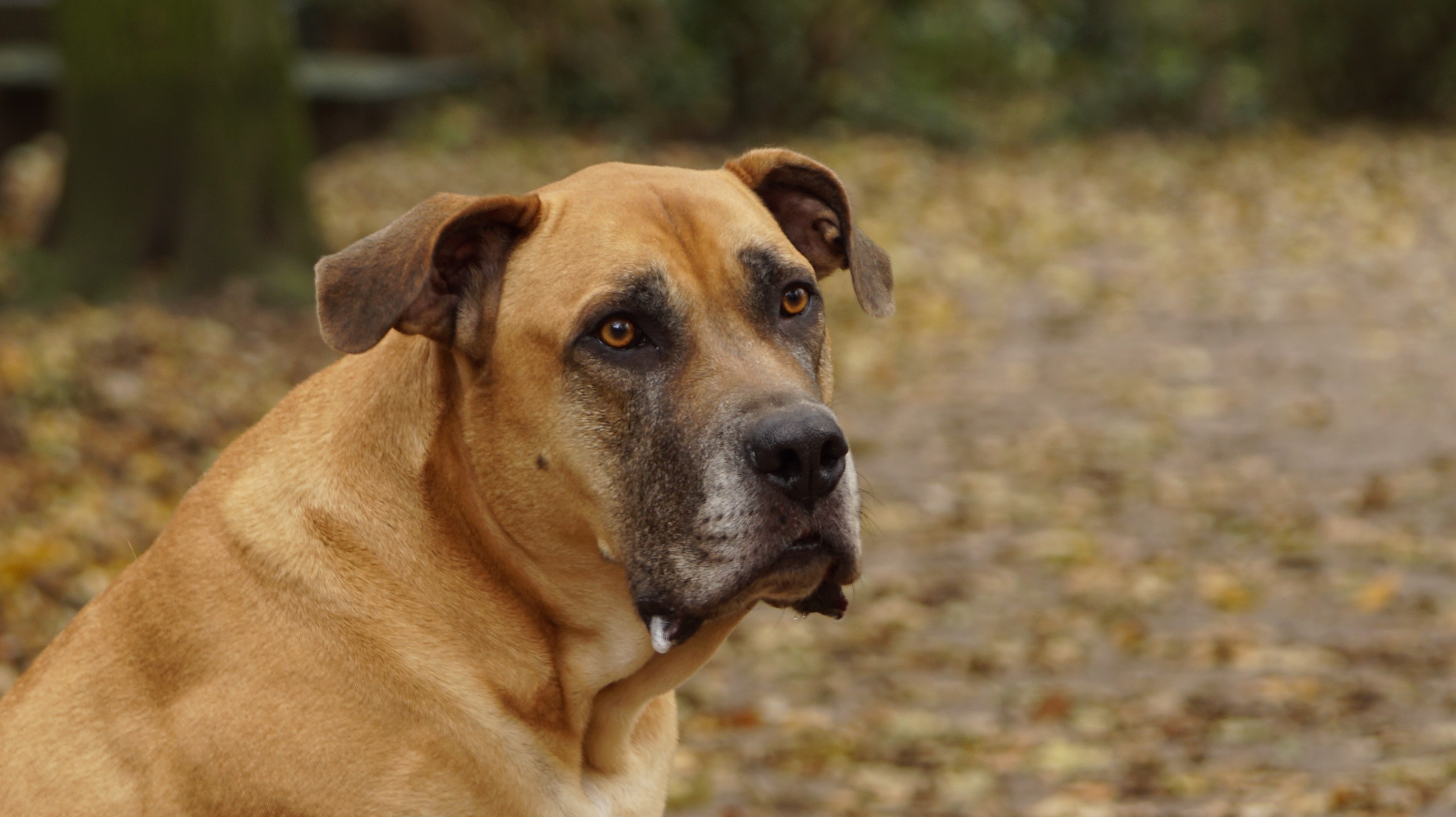 Honden en vuurwerk geen goede combinatie