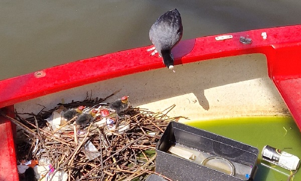De familie Meer-Koet heeft gezinsuitbreiding