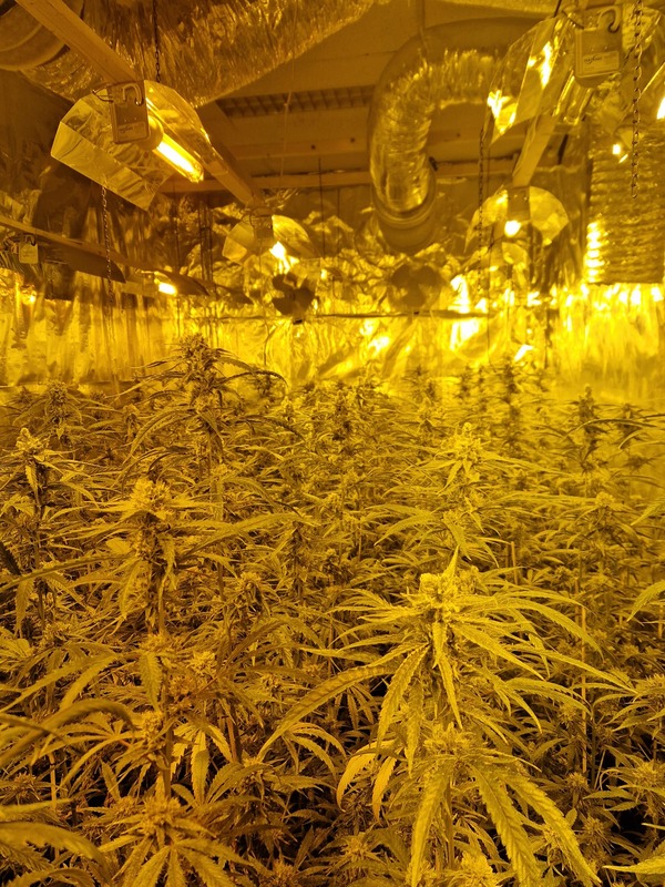 Onvergunde seksinrichting en hennepkwekerij aangetroffen