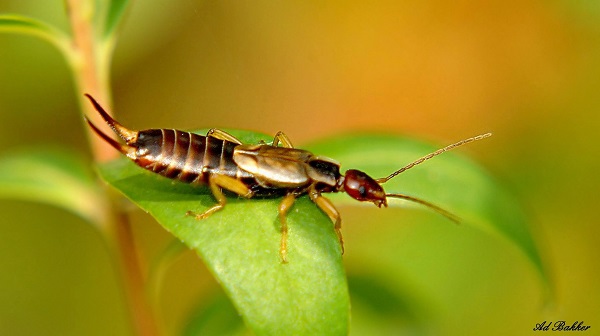 Deze vervaarlijk uitziende oorwurm kom je tegen in Schiedam