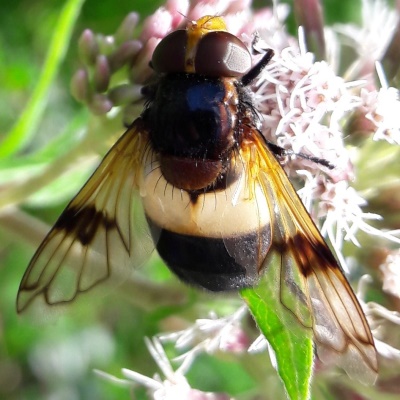 Natuurlijk Delfland spijkert mensen 'natuurlijk' bij