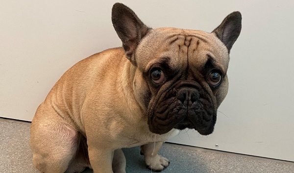 Dierenopvangcentrum Vlaardingen op zoek naar eigenaar van deze in Schiedam gevonden hond 