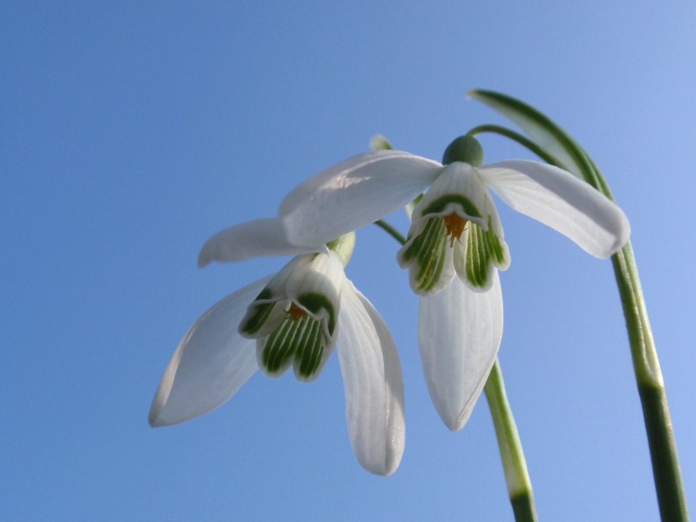 De eerste bloeiende sneeuwklokjes zijn al gezien