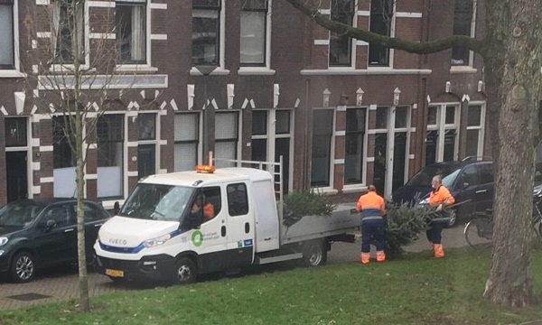 Afvoer van langs de weg gedumpte kerstbomen