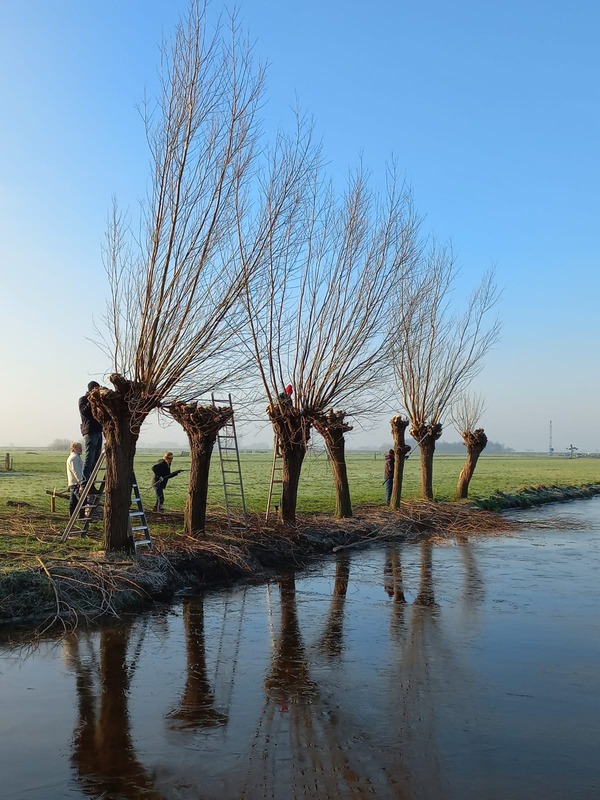 Natuurlijk Delfland gaat weer wilgen knotten