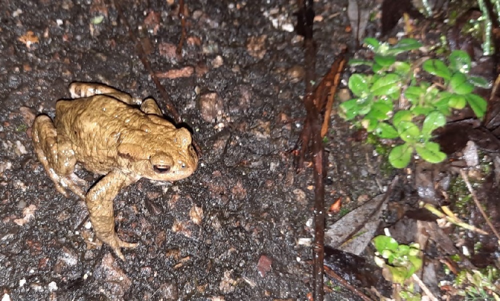 De paddentrek in het Delfland is afgelopen week gestart 