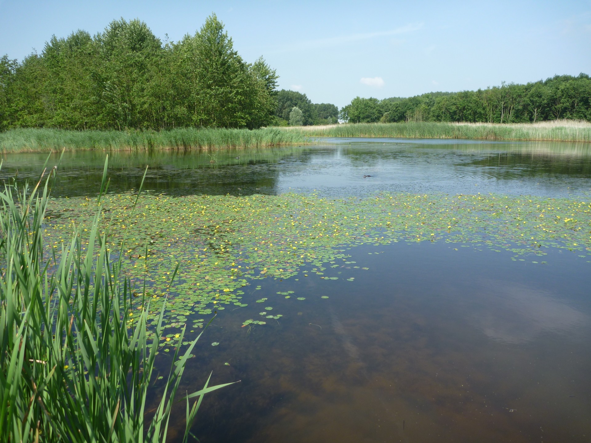 Fietsexcursie watergentiaan