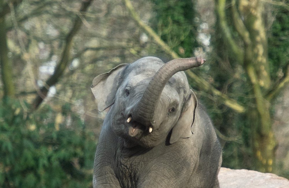 Zestigjarig bestaan 'Vrienden van Blijdorp' wordt gevierd 