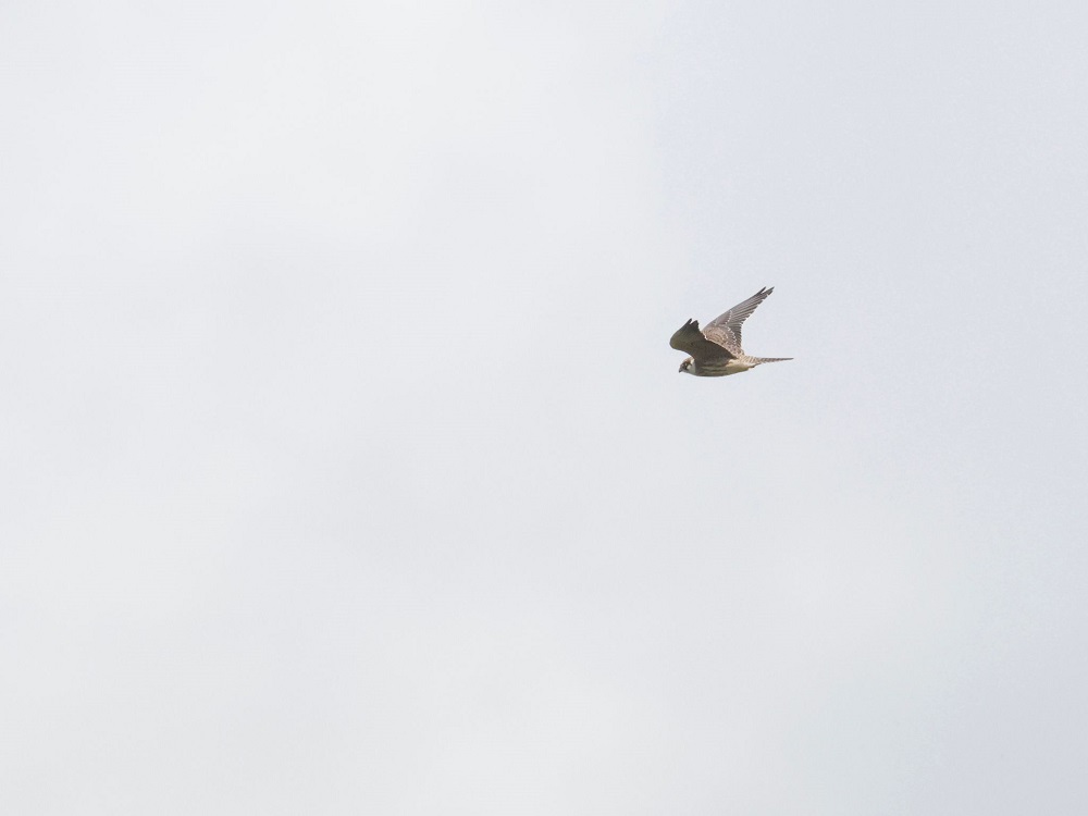 IMG-20220911-WA0005