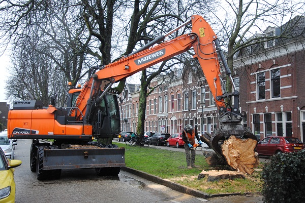 De stam van de oude kastanje aan de Warande is neergehaald