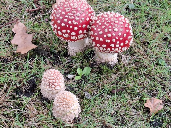 Minicursus Paddenstoelen