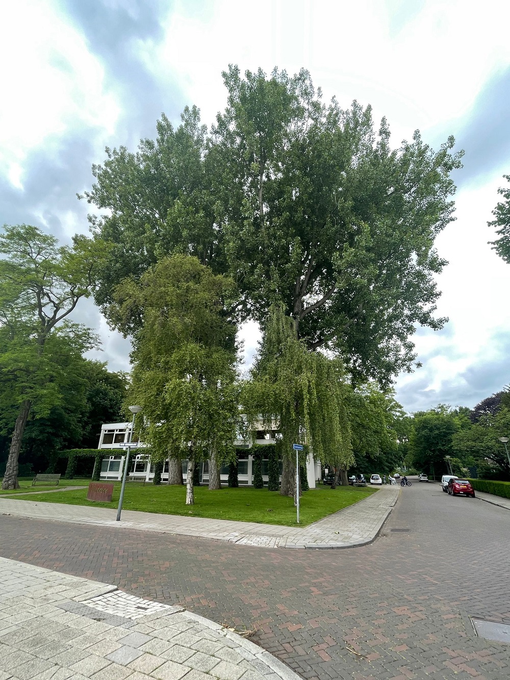 Na nieuw onderzoek bomenexpert: kap bomen Matrice gaat door