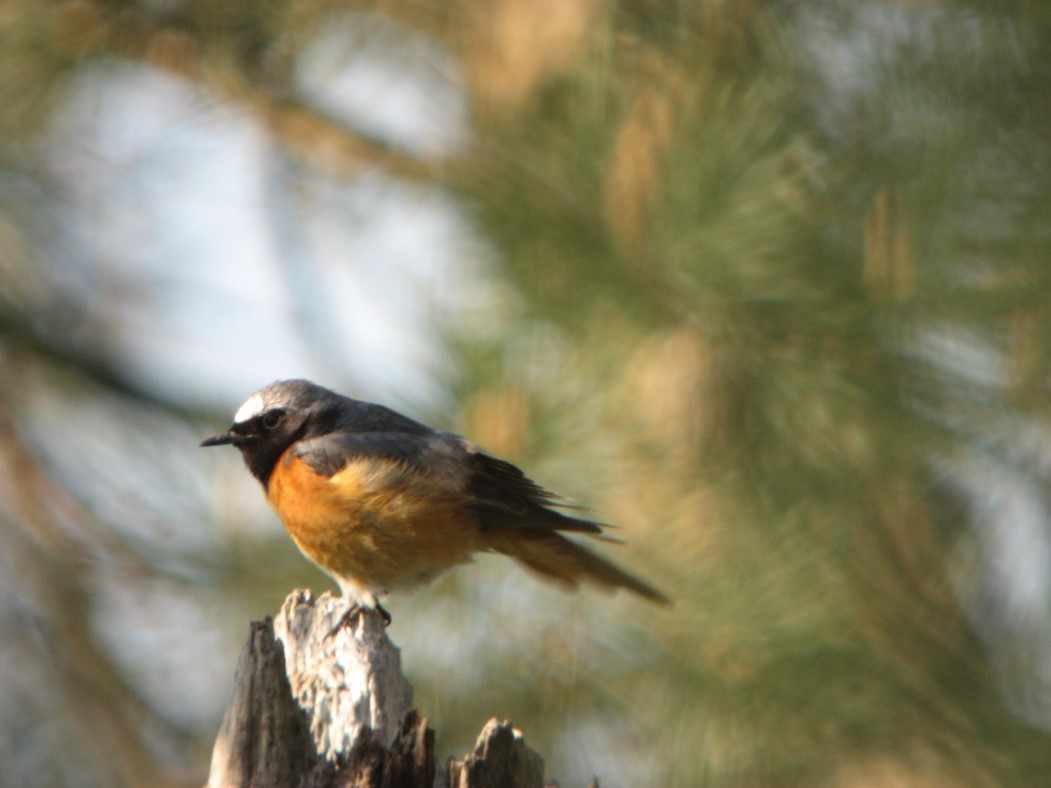Vogelexcursie naar het Leersumse Veld en plassen