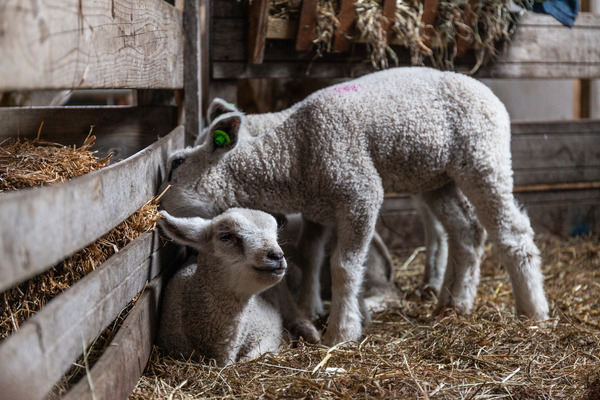 Lammetjesdag op de boerderij Adrianushoeve 