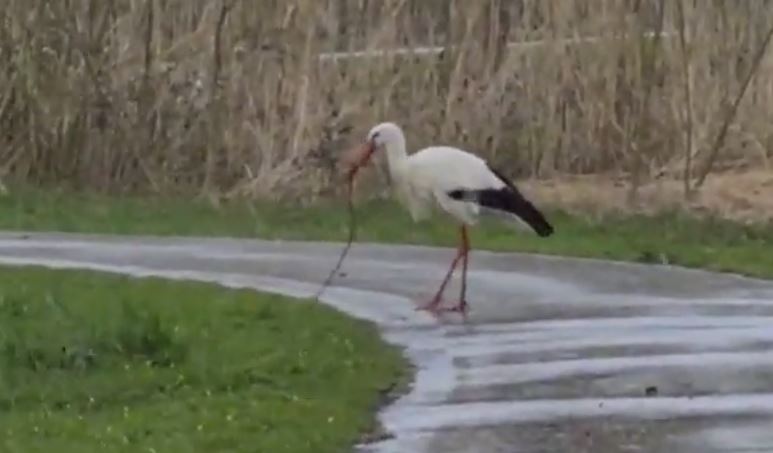 Rondje park in Schiedam op ijskoude tweede paasdag