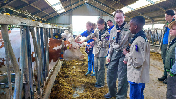 Schiedamse scouts leren het boerenleven