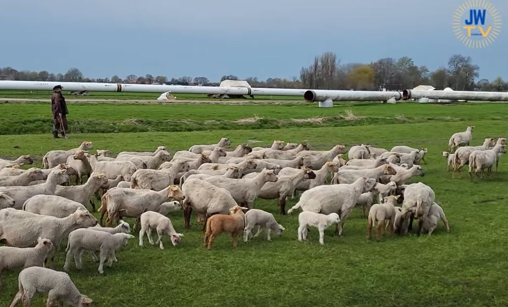 'Je hoeft niet naar Drenthe, we hebben schaapskudde om de hoek'
