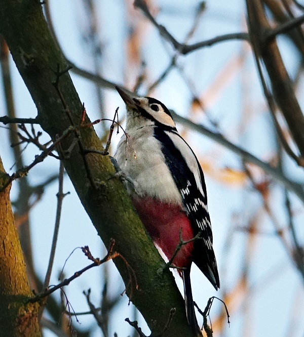 Vogels kijken met Natuurlijk Waterweg Noord