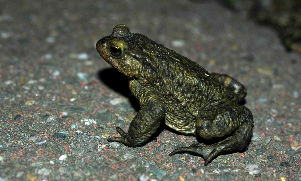 Paddentrek gestart, overzetlocaties Harreweg en Holyweg
