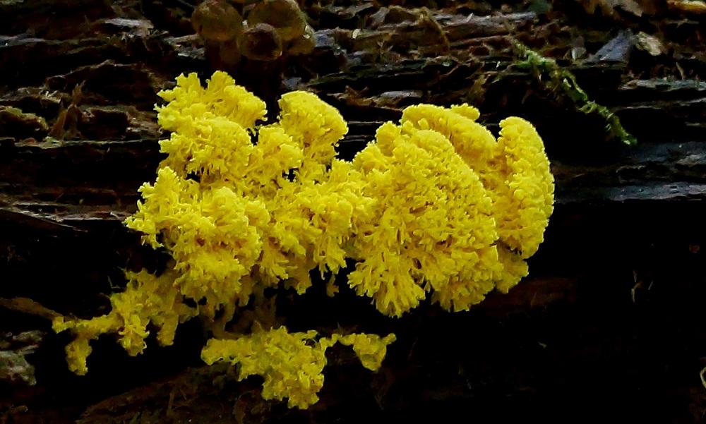 Zwammen in Schiedam zijn prachtig voer voor fotografen