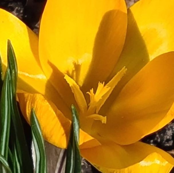 We krijgen nog drie dagen met lentetemperaturen 