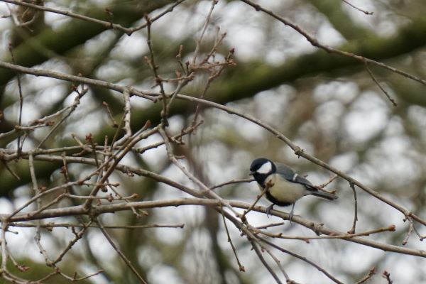 De huismus wint opnieuw, gevolgd door koolmees, kauw en halsbandparkiet